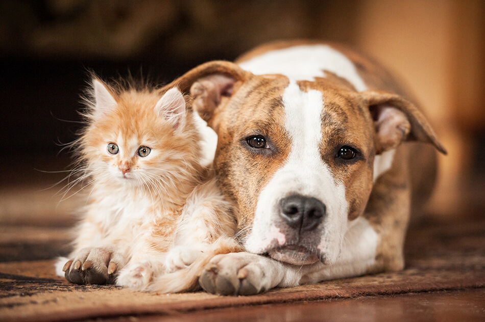 dog and cat who may trigger allergies and contact lens irritation
