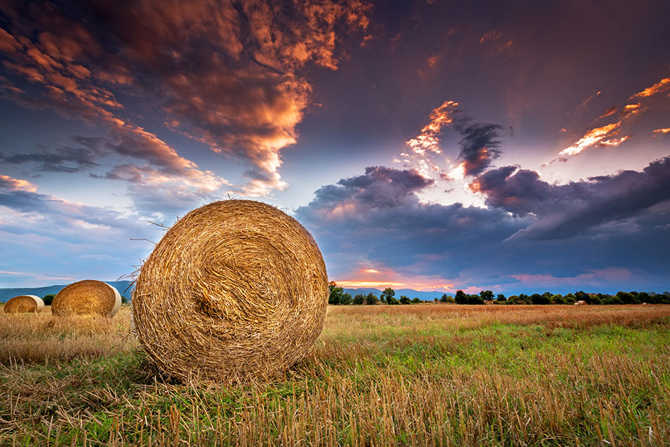 hay field with sunset