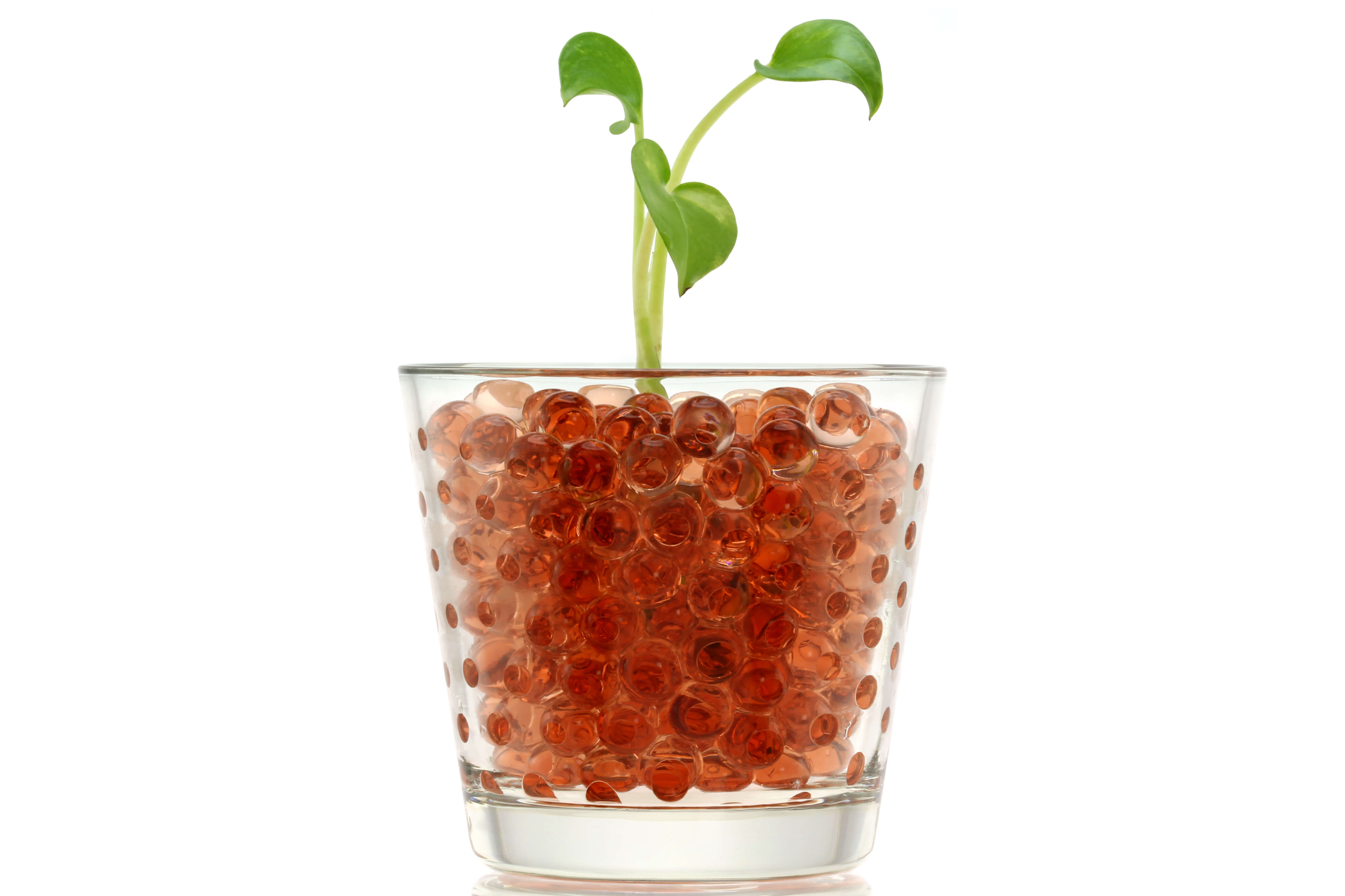 plant being watered by hydrogel beads