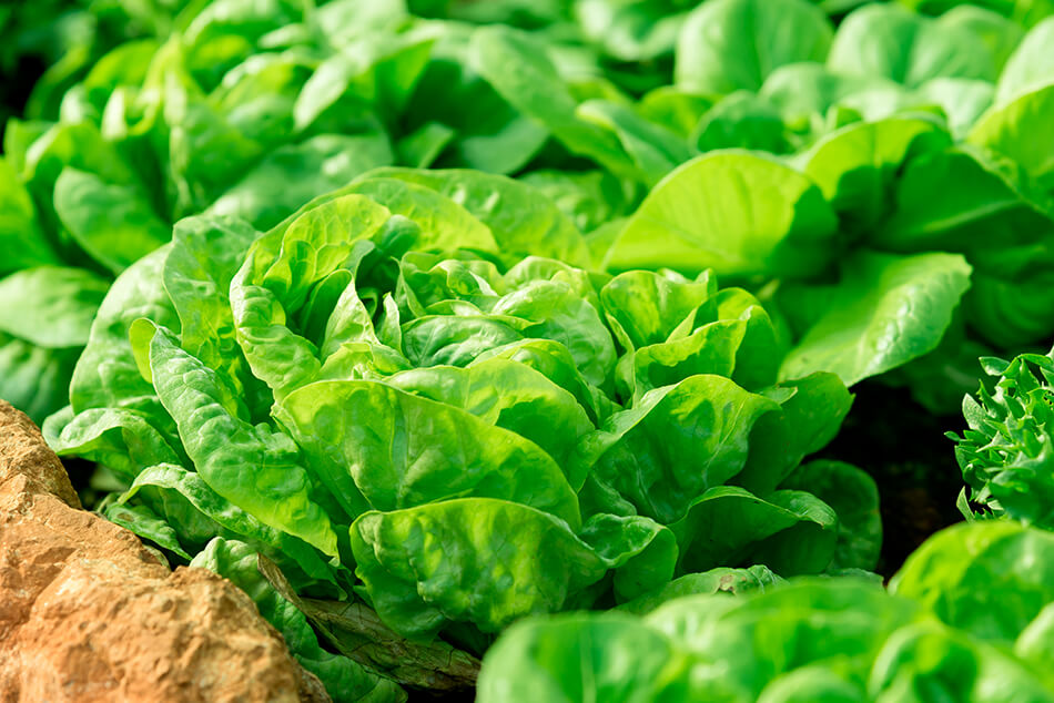 leafy green contain high levels of lutein that protect eyesight