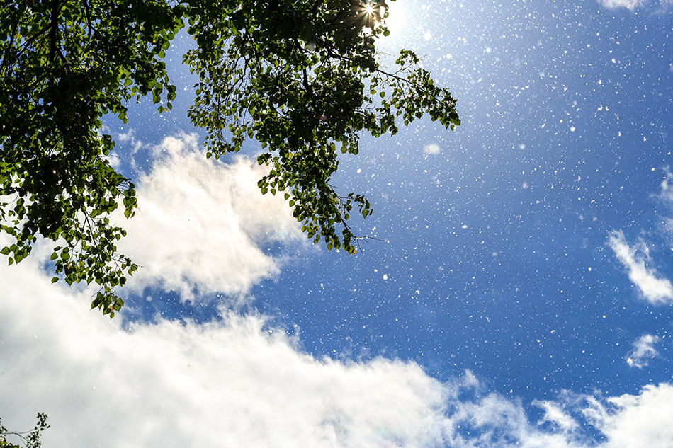 tree pollen in the air visible against the blue sky